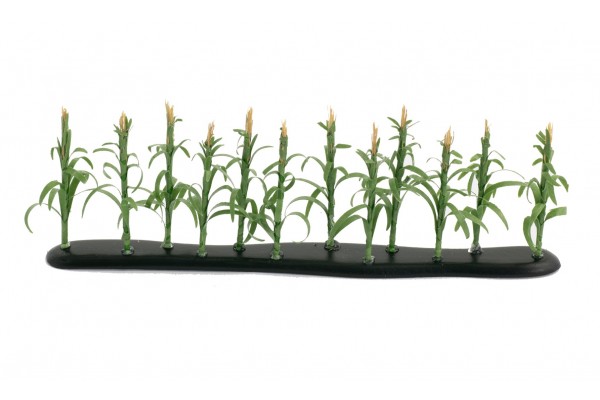 Wizard of Oz Corn Stalk Field Rows