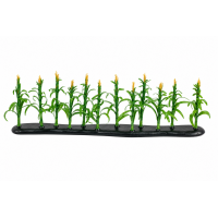 Wizard of Oz Corn Stalk Field Rows